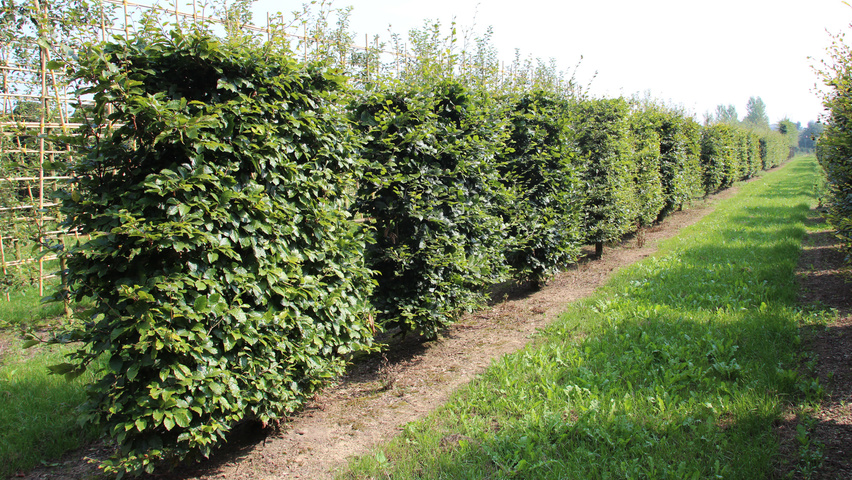 Fagus sylvatica pleached