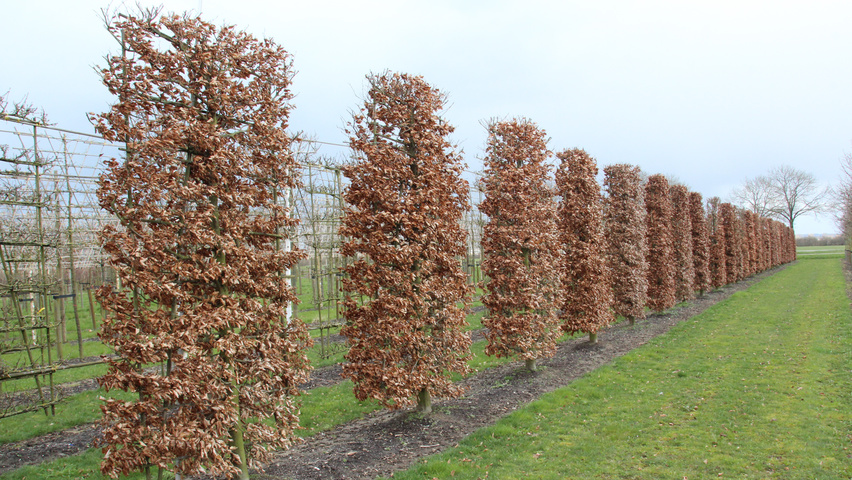 Fagus sylvatica pleached