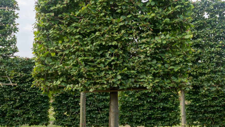 Fagus sylvatica pleached