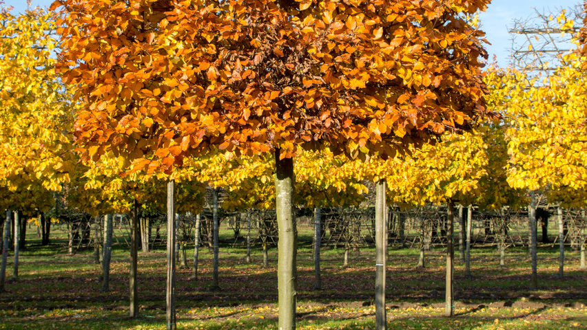 Fagus sylvatica pleached