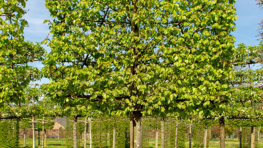 Fagus sylvatica pleached
