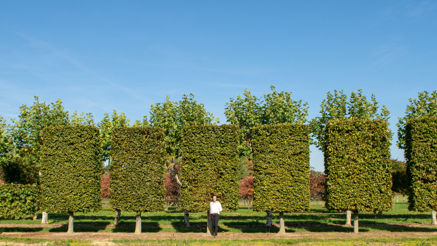 Fagus sylvatica pleached