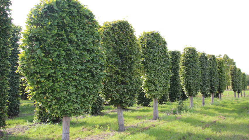 Fagus sylvatica pleached