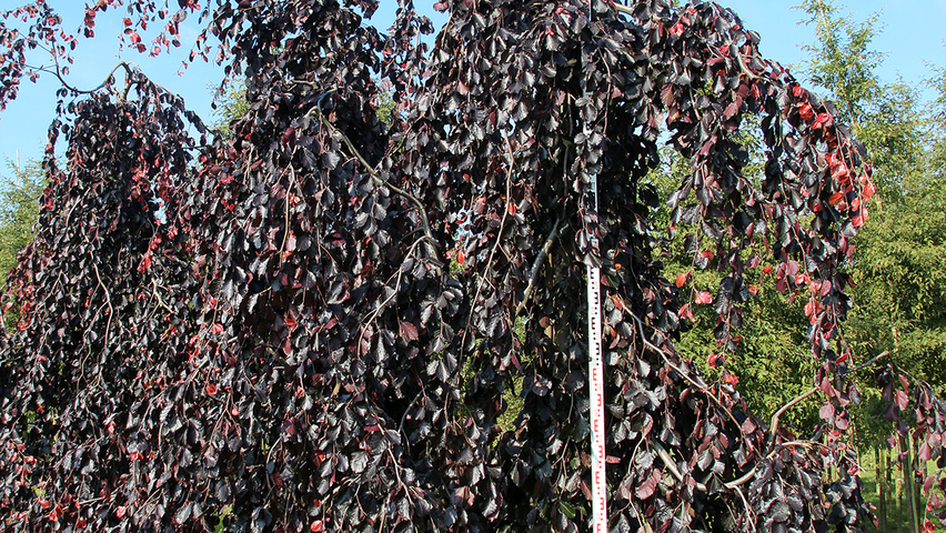 Fagus sylvatica 'Purple Fountain' branchus de la base