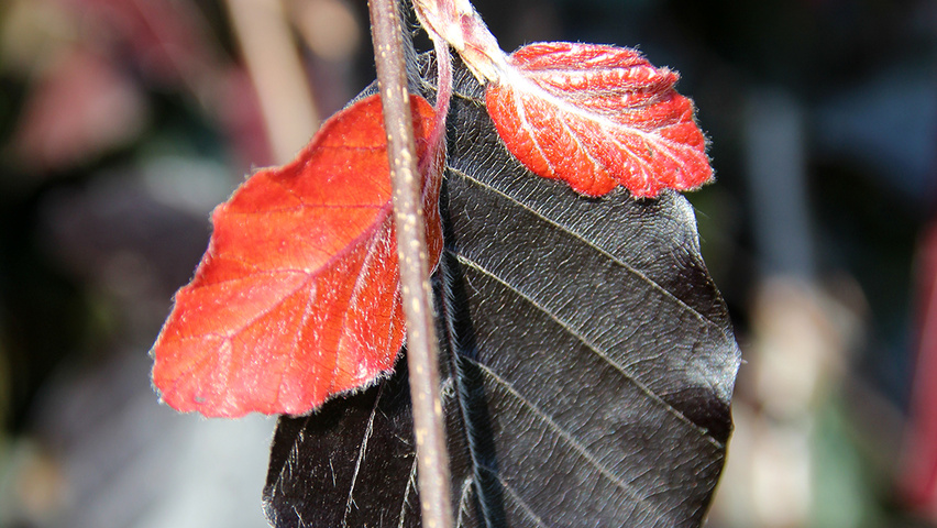 Fagus sylvatica 'Purple Fountain' Feuilles
