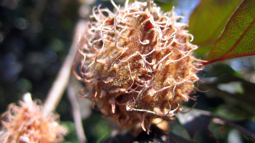 Fagus sylvatica 'Purpurea Latifolia' fruits