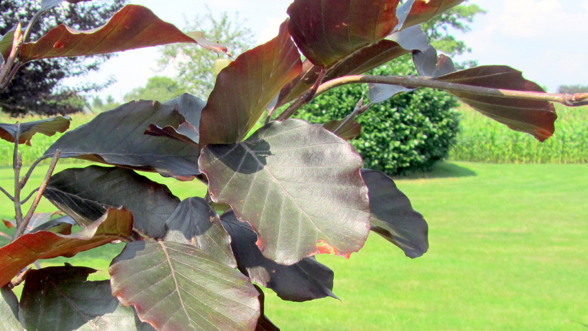 Fagus sylvatica 'Purpurea Latifolia' leaves