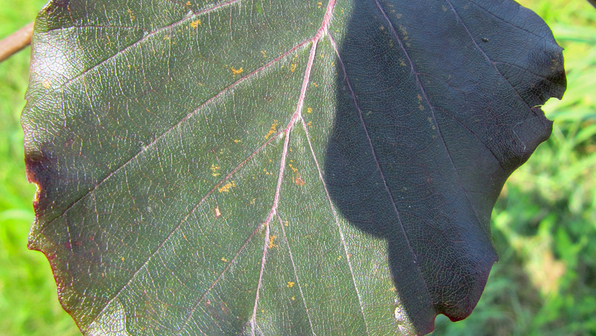 Fagus sylvatica 'Purpurea Latifolia' leaves