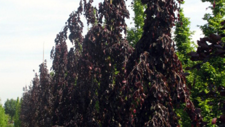 Fagus sylvatica 'Purpurea Pendula' beveerd