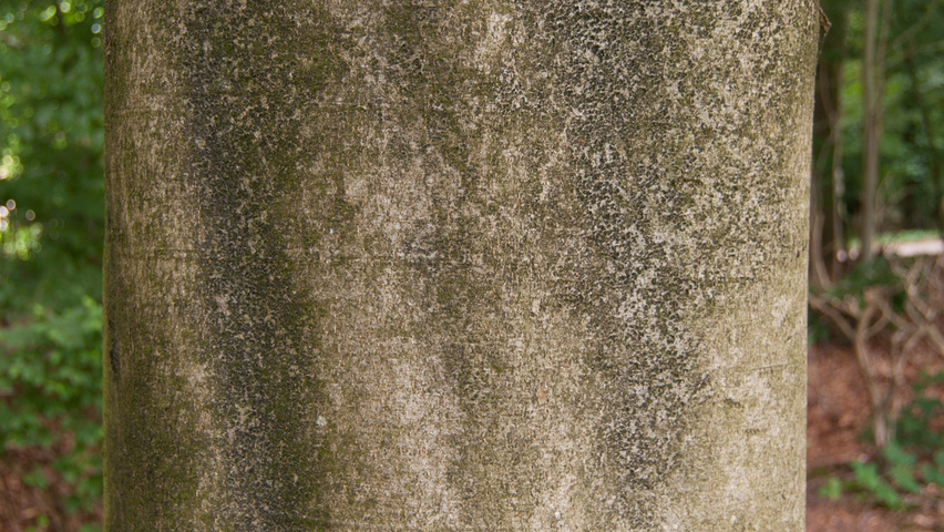 Fagus sylvatica 'Purpurea Tricolor' kora