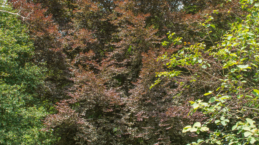 Fagus sylvatica 'Purpurea Tricolor' pienne