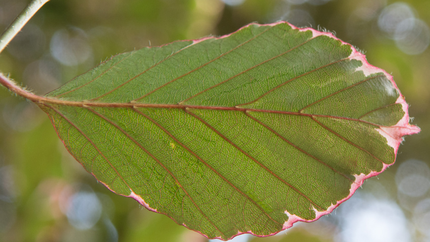 Fagus sylvatica 'Purpurea Tricolor' liście