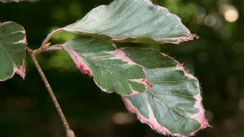 Fagus sylvatica 'Purpurea Tricolor' liście