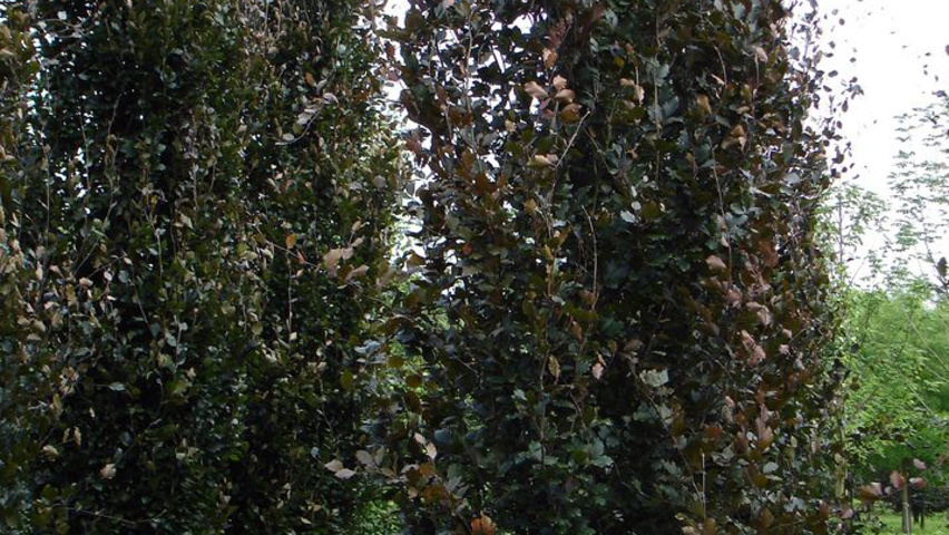 Fagus sylvatica 'Riversii' branchus de la base