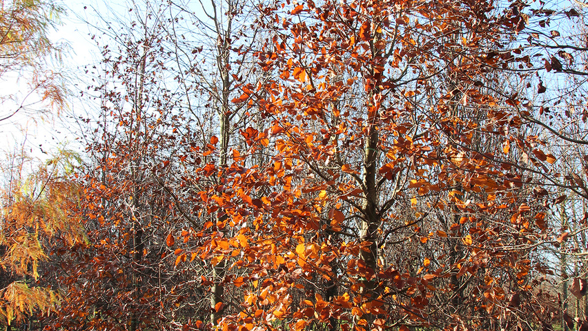 Fagus sylvatica 'Riversii' branchus de la base