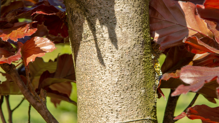 Fagus sylvatica 'Rohan Obelisk' Rinden