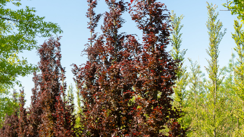 Ред обелиск. Фагус Рохан Обелиск. Fagus sylvatica 'Red Obelisk'. Яблоня ред Обелиск. Fagus sylvatica Rohan Pyramid.