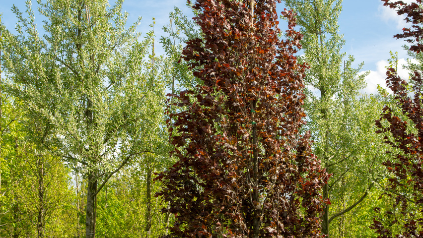 Fagus sylvatica 'Rohan Obelisk' Stammbüsche