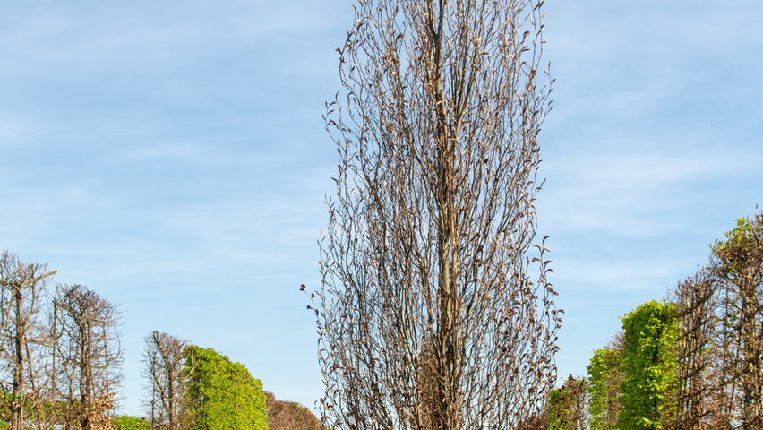 Fagus sylvatica 'Rohan Obelisk' Stammbüsche