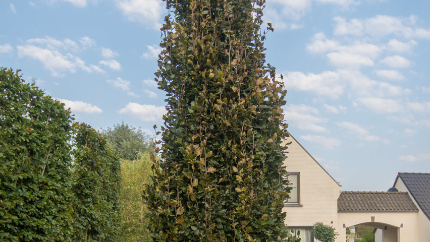 Fagus sylvatica 'Rohan Obelisk' Stammbüsche