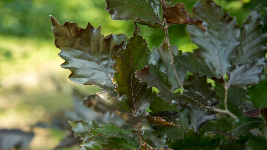 Fagus sylvatica 'Rohan Obelisk' Blatt