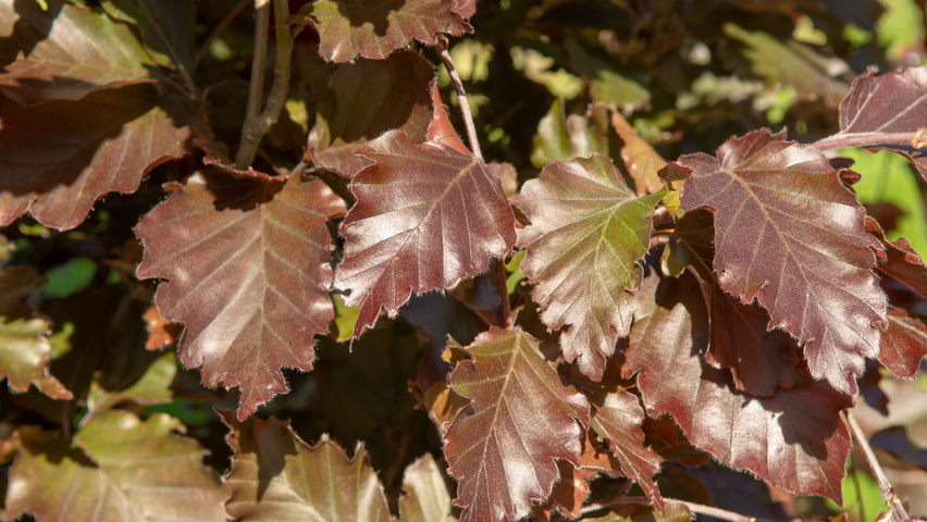 Fagus sylvatica 'Rohan Obelisk' Blatt
