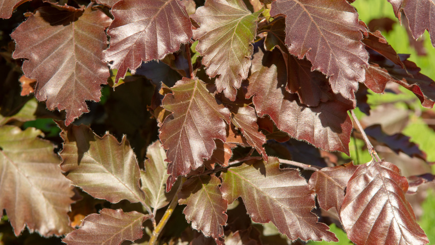 Fagus sylvatica 'Rohan Obelisk' Blatt