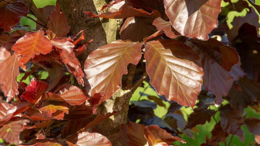 Fagus sylvatica 'Rohan Obelisk' Blatt