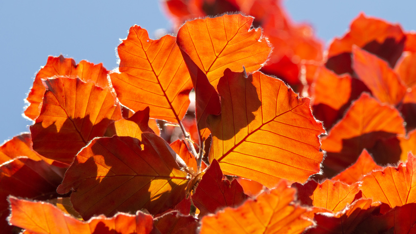 Fagus sylvatica 'Rohan Obelisk' Blatt