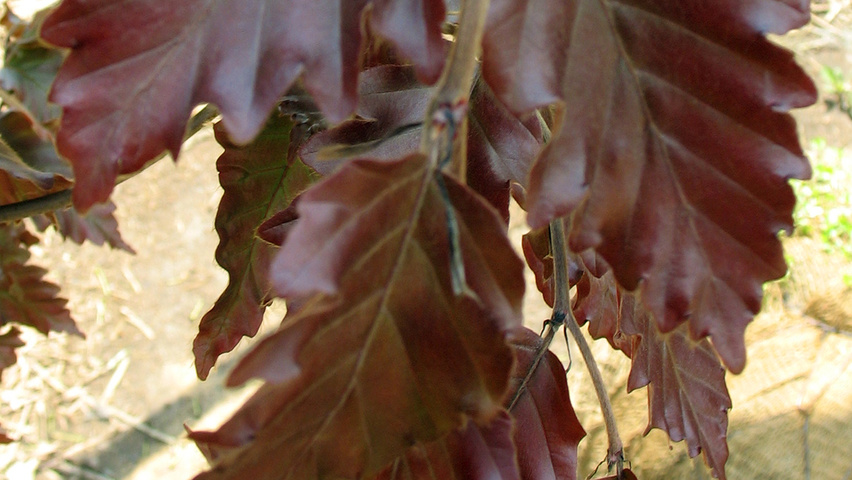 Fagus sylvatica 'Rohanii' liście