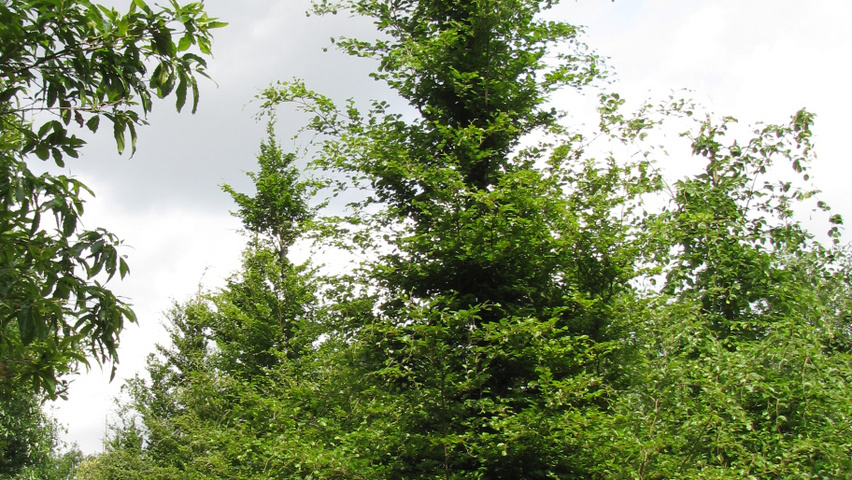 Fagus sylvatica 'Rotundifolia' | TreeEbb | Baumsuchmaschine im Internet |  Baumschule Ebben