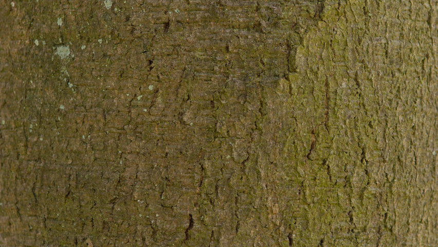 Fagus sylvatica 'Swat Magret' Rinden