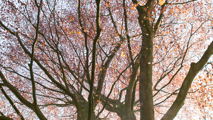Fagus sylvatica 'Swat Magret' Rinden
