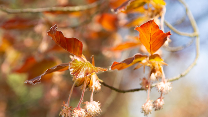 Fagus sylvatica 'Swat Magret' Blumen