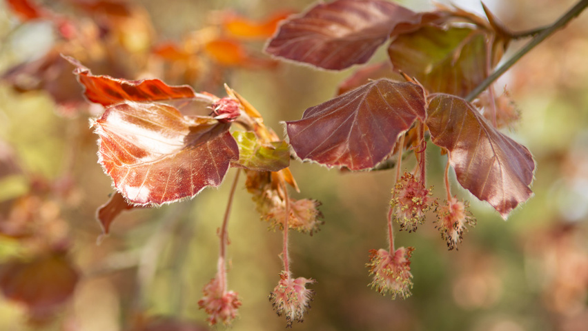 Fagus sylvatica 'Swat Magret' Blumen