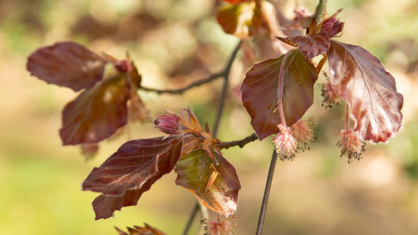 Fagus sylvatica 'Swat Magret' Blumen