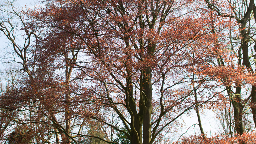 Fagus sylvatica 'Swat Magret' hochstämmig