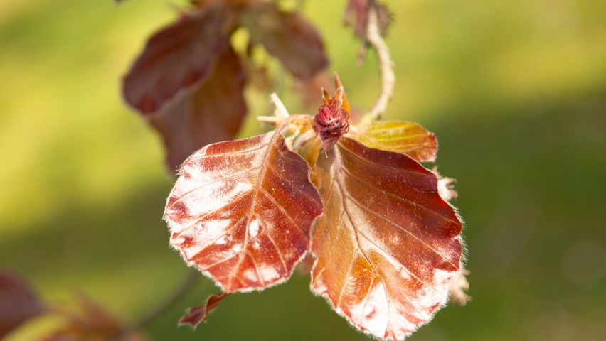 Fagus sylvatica 'Swat Magret' Blatt
