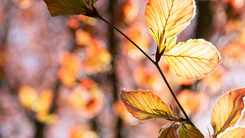 Fagus sylvatica 'Swat Magret' Blatt