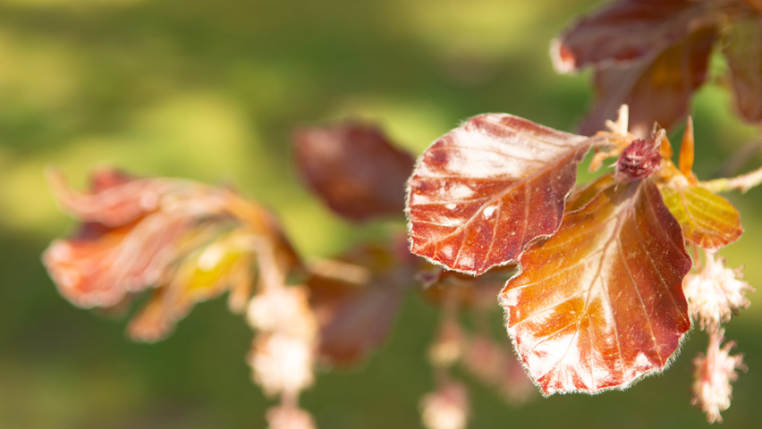 Fagus sylvatica 'Swat Magret' Blatt