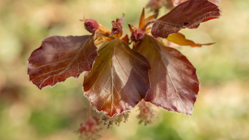 Fagus sylvatica 'Swat Magret' Blatt
