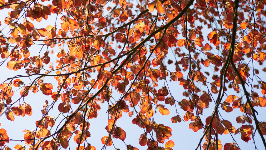 Fagus sylvatica 'Swat Magret' Blatt