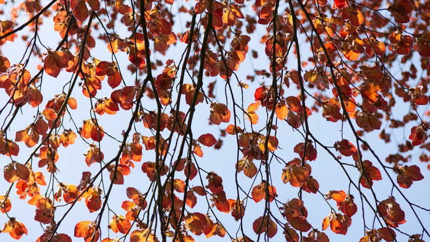 Fagus sylvatica 'Swat Magret' Blatt