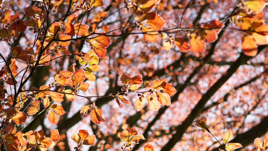 Fagus sylvatica 'Swat Magret' Blatt