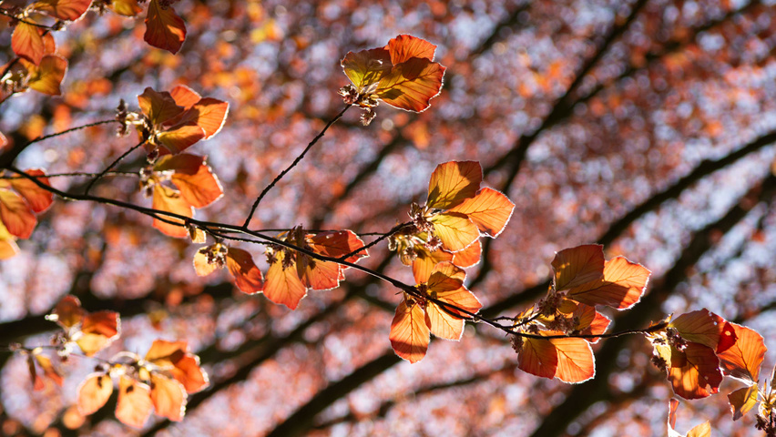 Fagus sylvatica 'Swat Magret' Blatt