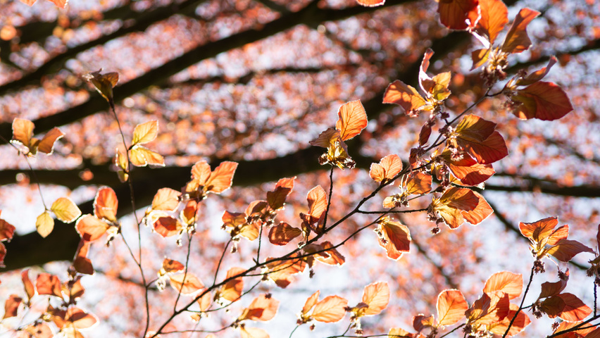 Fagus sylvatica 'Swat Magret' Blatt