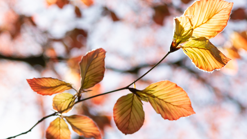 Fagus sylvatica 'Swat Magret' Blatt