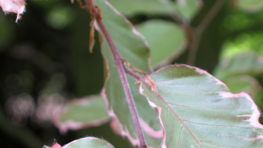 Fagus sylvatica 'Tricolor' Feuilles