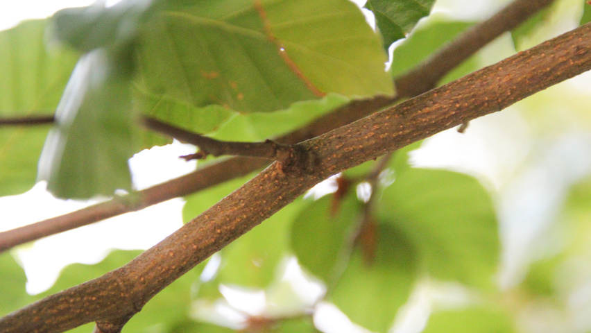 Fagus sylvatica twigs