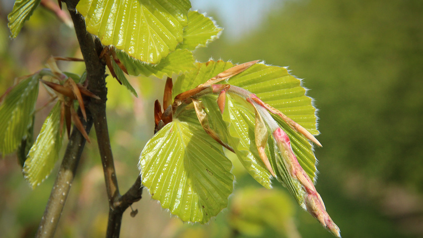 Fagus sylvatica 'Zlatia' liście